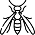 Σφήκες