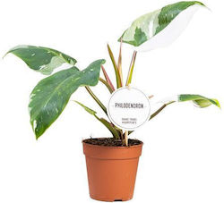 Philodendron Prințesa Albă