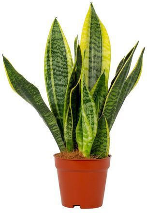 Σανσεβιέρια Sanseveria Trifasciata Futura Superba