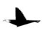 hatzi784