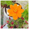 Lily2709