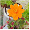 Lily2709