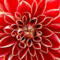 Marie_halkia