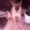 SISSY_GIKA