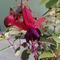 charoula_sak