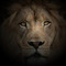 oleg_cor