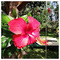 kelly_saravanou41