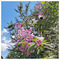 Despina_Ioannidou75