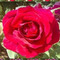 Perky_Roses