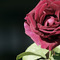 Donatos_Ntousis