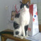 IOANNIS_SINADINAKIS
