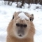ato8aso_capybara