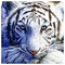 7LIVES__