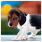 speedi.ch