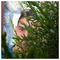 Konstantinos_Tom