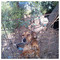Tigerson_World