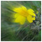 theria_theria