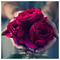 Dimitra_A2503