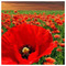 evi_s1649
