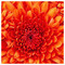 Anna_Vafeiadou2929