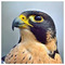 Evil_Hawk