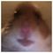 TheHamster_