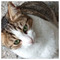 Antonia_Anagnostopoulou3011