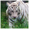 George_Souva
