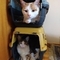 Meli, Palmito & Coco