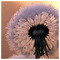 Mariangela_Papageorgiou632