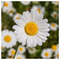Adamantia_P_