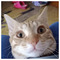 George_Rabit