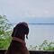Jasper Vizsla