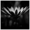 ioannis_arvas