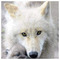 artemis_alex1198