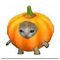Kittigo