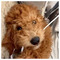 Chauncey_Wang_Jenkins