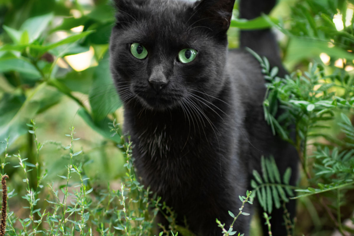 Cats: Fun facts & useful products for every cat parent!