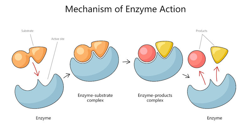 Enzyme Mechanism - How They Work