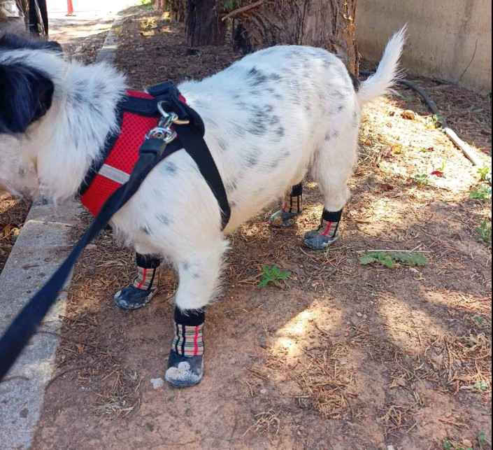 Shoes Dog in Black Color