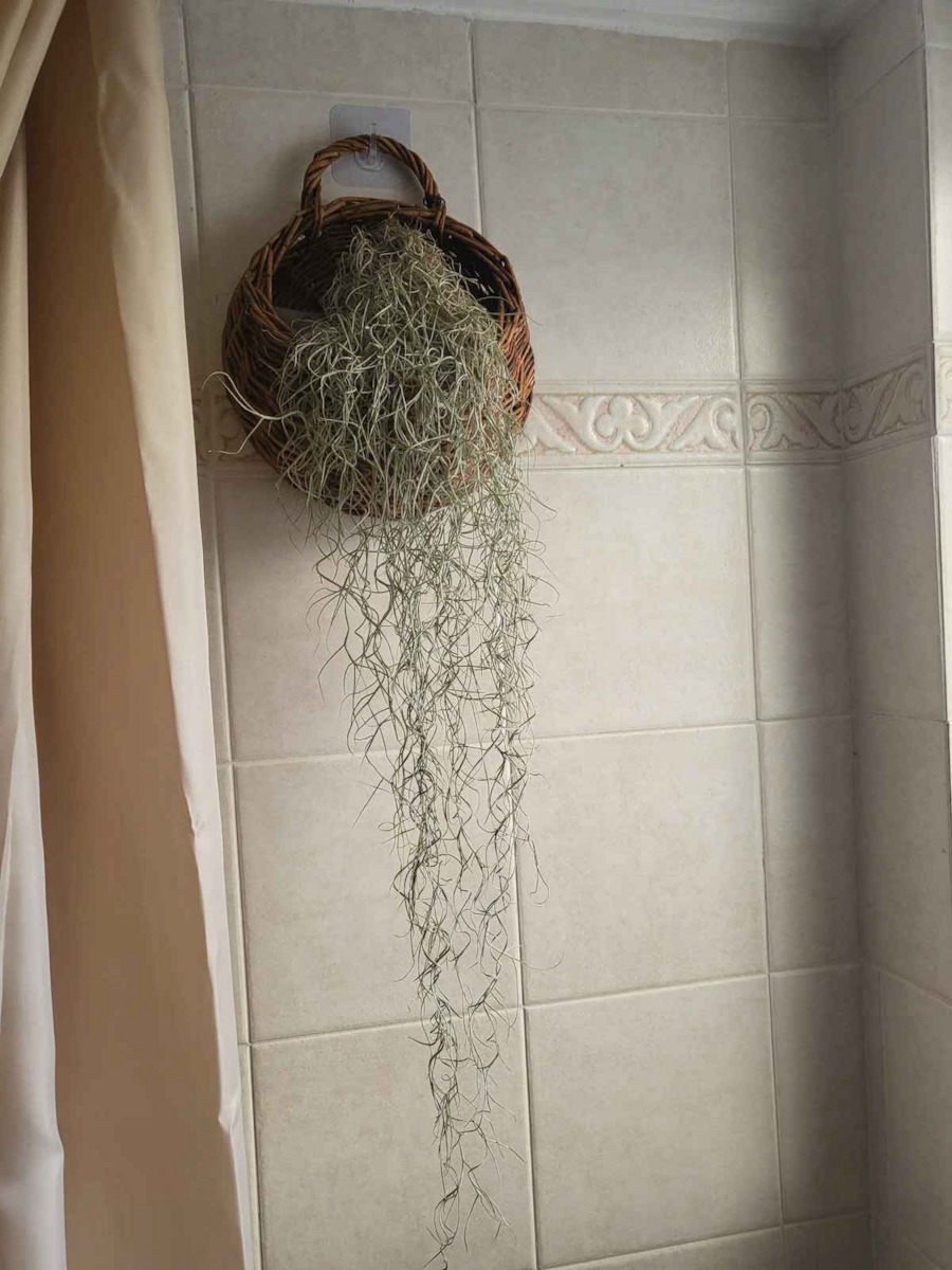 Airplant Tillandsia usneoides Εσωτερικού Χώρου Терариум