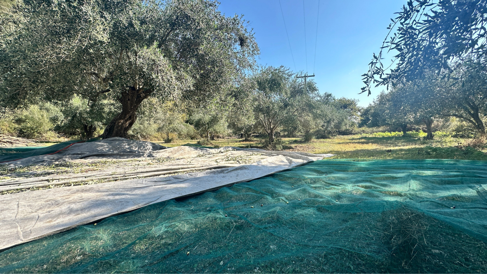 Olive Net 8x12m Density 95gr/m²