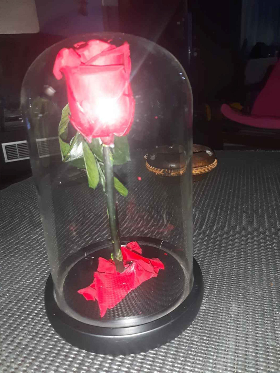 Eternal Rose Red Passion 22cm in Yala Aleiferopoulos Flowers