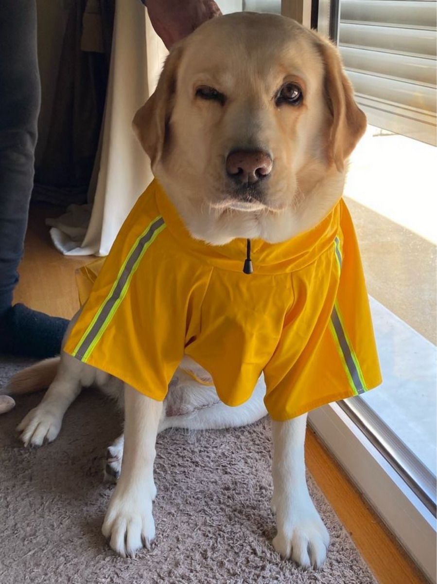 Animal Yellow Waterproof Dog Coat with 85cm Back Length