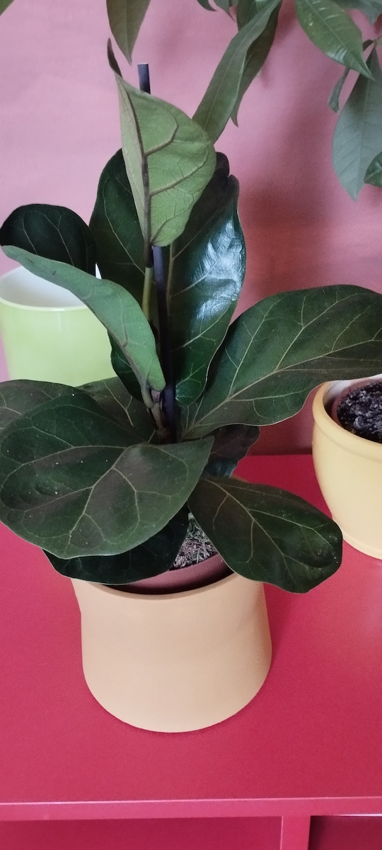 Ficus Lyrata 12cm
