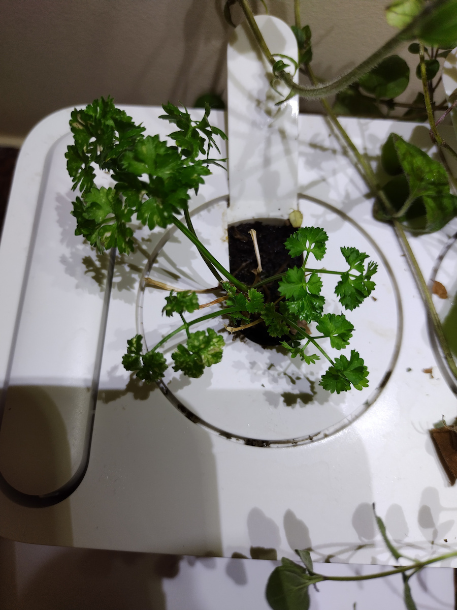 Click and Grow Semințe Pătrunjel Creț 3buc