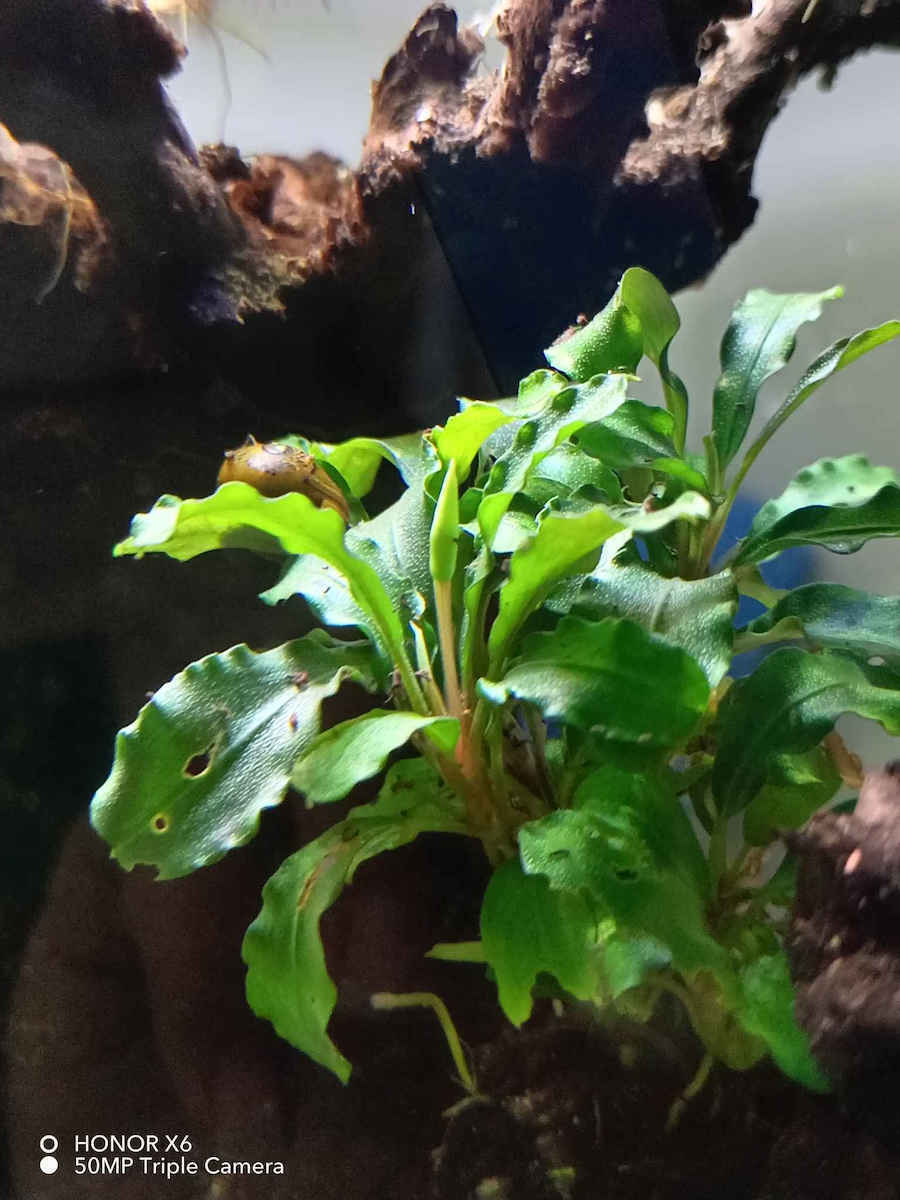 Dennerle Plant Care Pro Daily