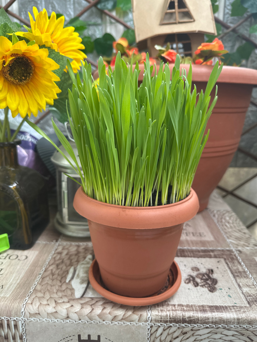 Vitakraft Cat Grass Трева за Стомашно-чревни Разстройства 50гр