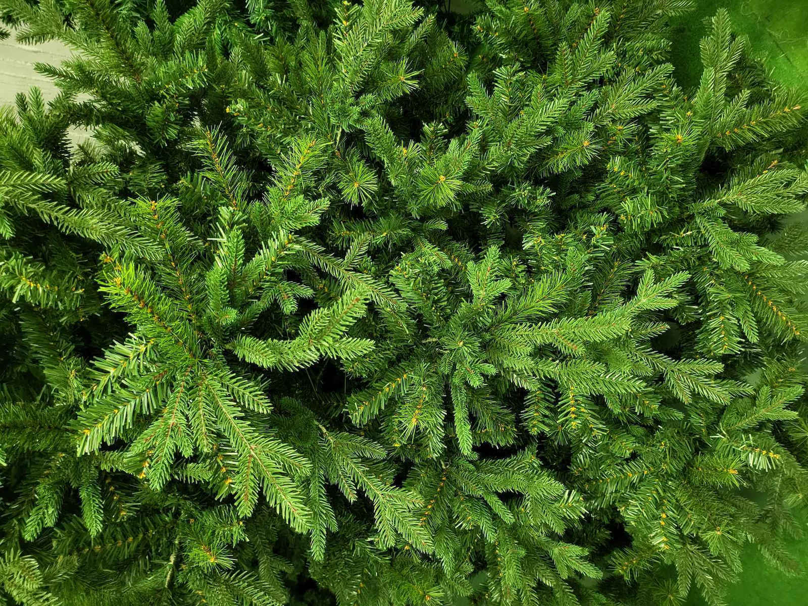 Christmas Tree Deaware Silver Fir 240cm with 3934 Branches