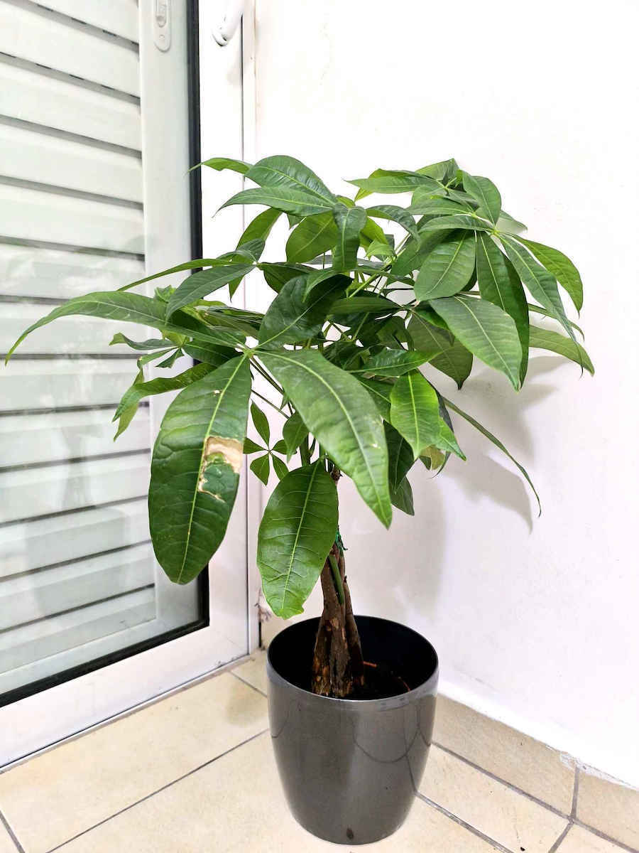 Pachira Aquatica